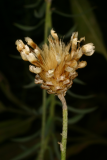 Centaurea simplicicaulis RCP7-06 164.jpg